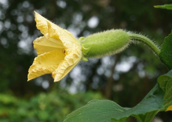 Discover the Versatility of Persian Cucumbers