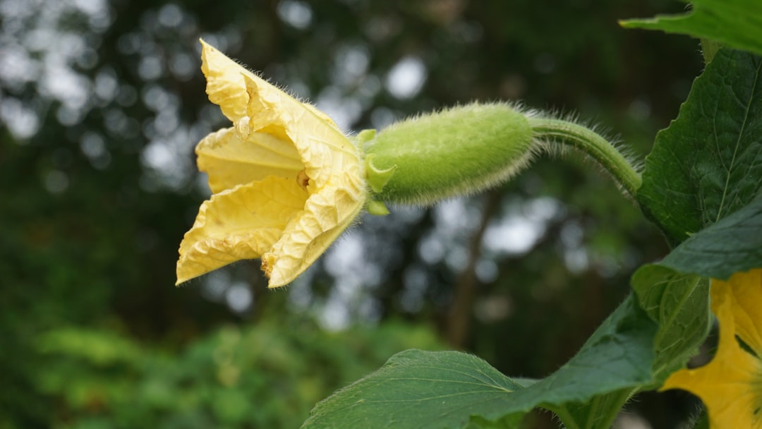 Discover the Versatility of Persian Cucumbers